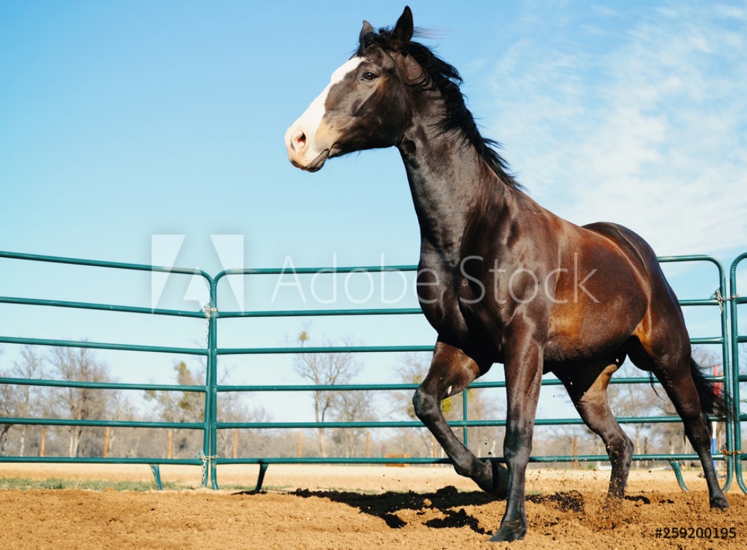 Afbeeldingen van Horse lunging in round pen close up outdoors on farm